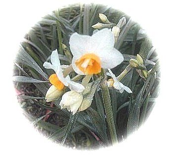 路傍に花が