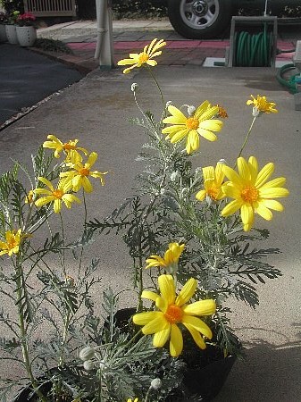 春の鉢植え第一号
