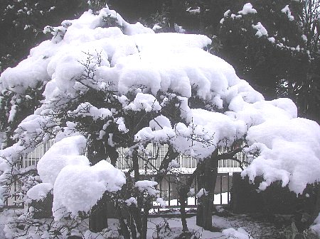 今年最大の積雪