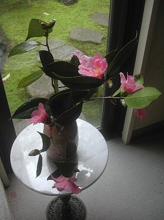 椿