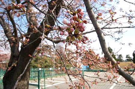 ようやっと開き始めました