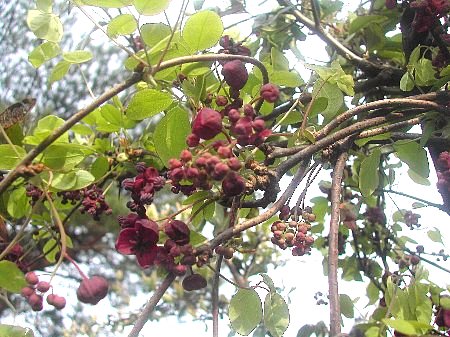 これも花