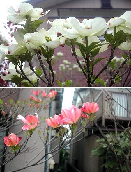さいきん良く見かけます