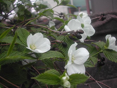 この花も白色