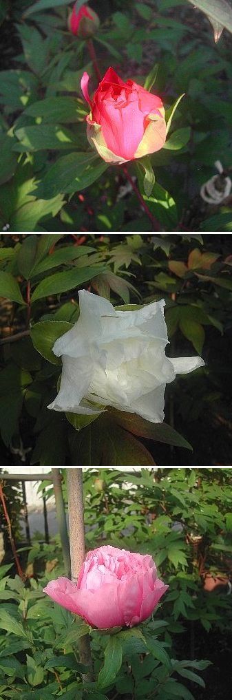 暑さで一気に