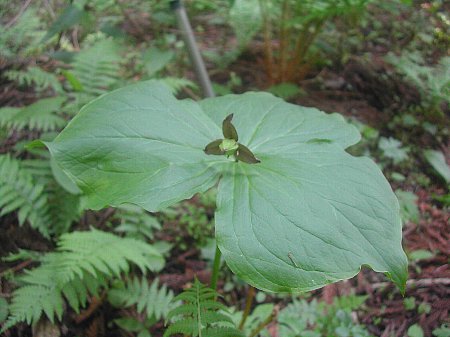 こんな場所に花が