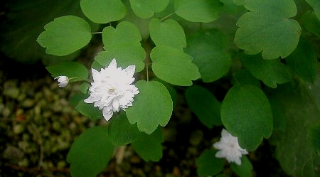 珍しい花