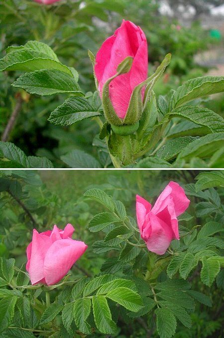 芳香を漂わせ