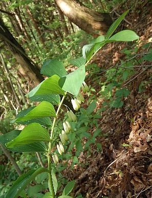 低山逍遥 其之七
