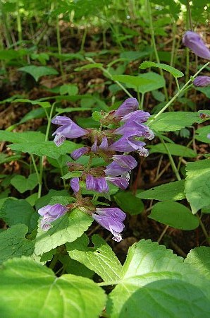 低山逍遥 其之八