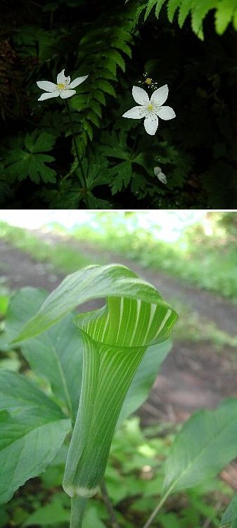 低山逍遥 其之拾参