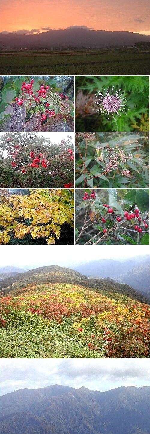 紅葉が始まっています