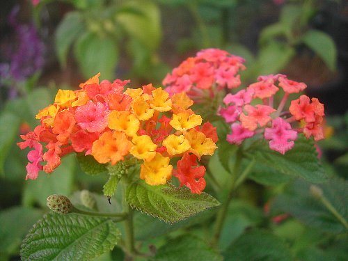 庭の花々-1