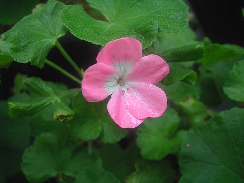 庭の花々-3