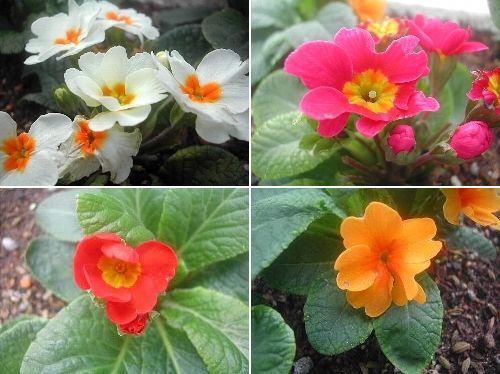 庭の花々-4