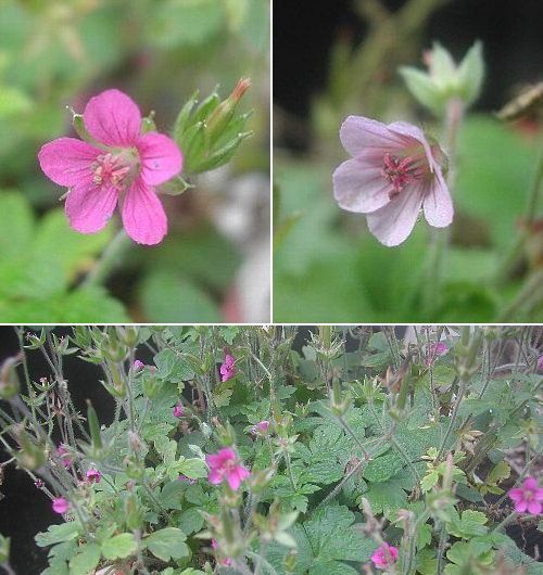 庭の花々-5