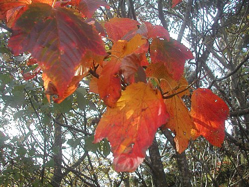紅葉