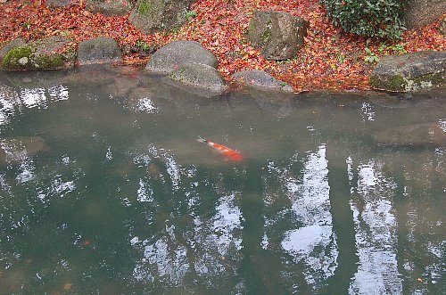 池には