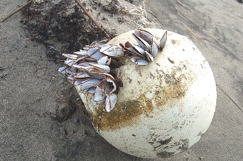 海からの使者