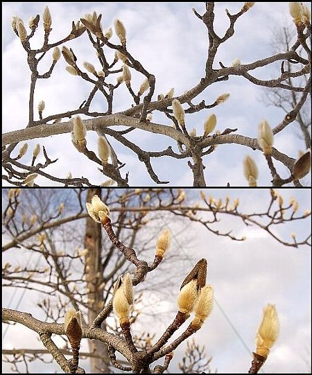 春に向かう準備