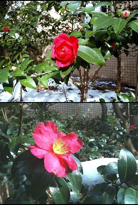 こんな花は低山に