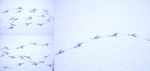 言葉は知っていても