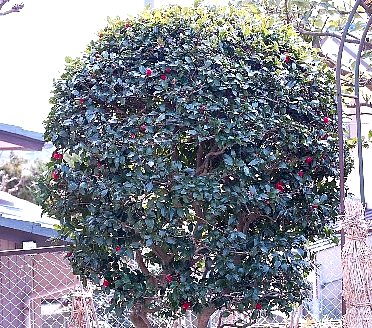 花は長く咲いています