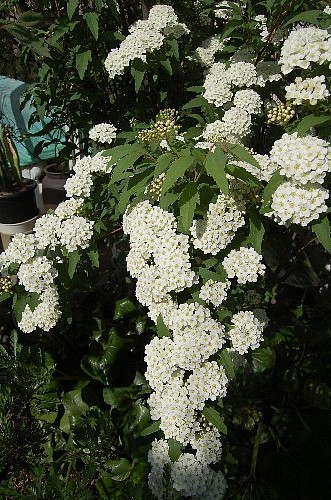 白い細かい花が集合して