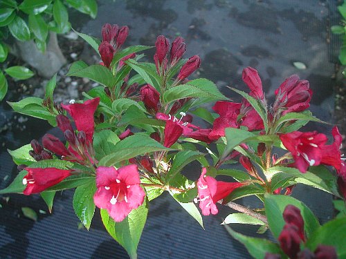 紅い花は