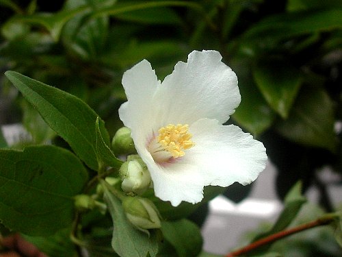 芳香はお伝えできません
