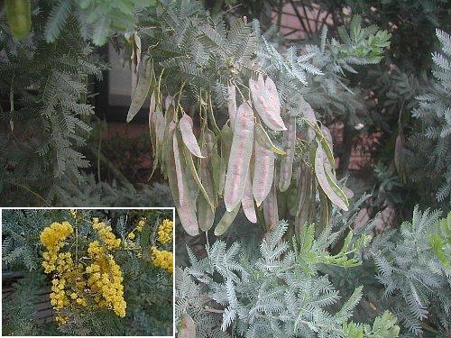 花から想像ができますか