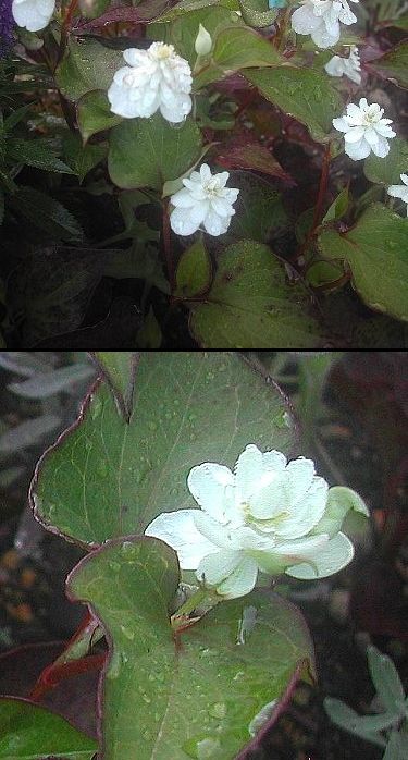 名前が気の毒です