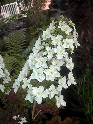 これも紫陽花