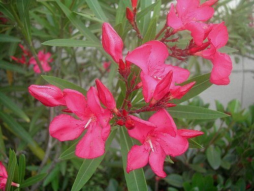 鮮やかな花色