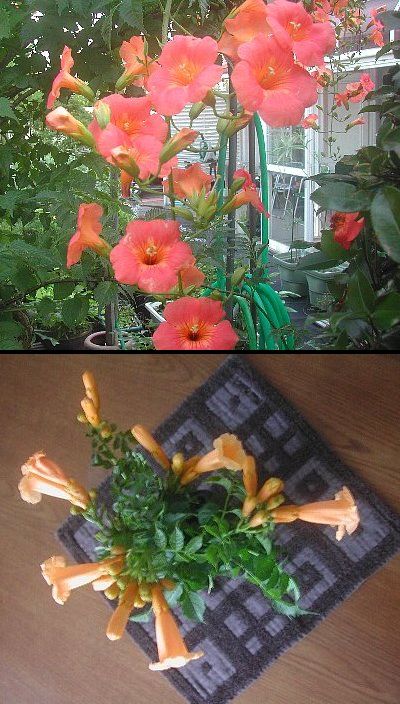 ノウゼンカズラ二種