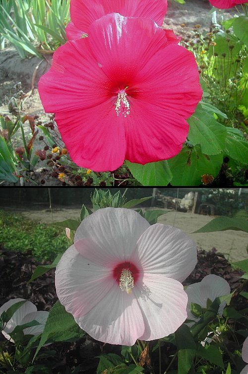 大輪の花は