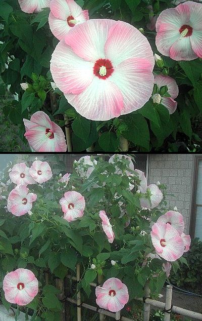 またまた「芙蓉」を