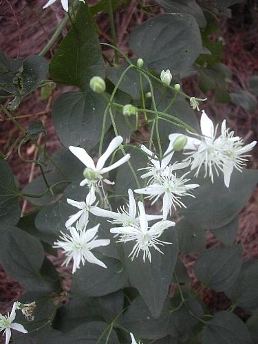 白花が目に付いて