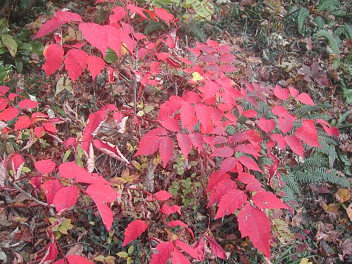 紅葉・黄葉の山は-11