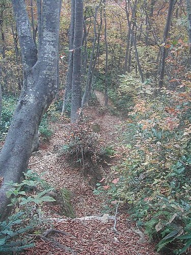 紅葉・黄葉の山は-12