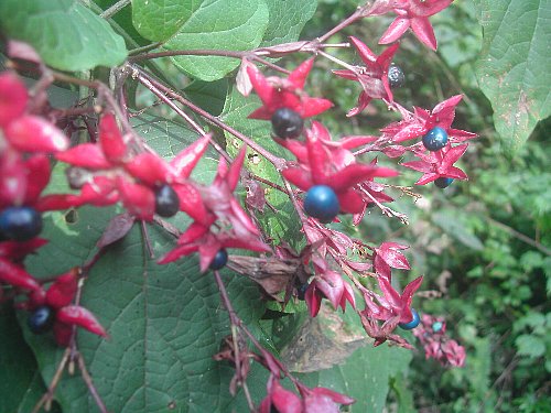 紅葉・黄葉の山は-13