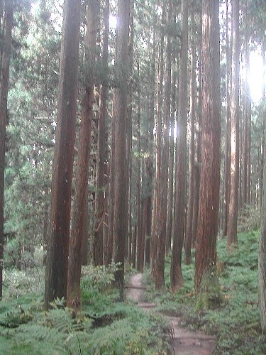 紅葉・黄葉の山は-14