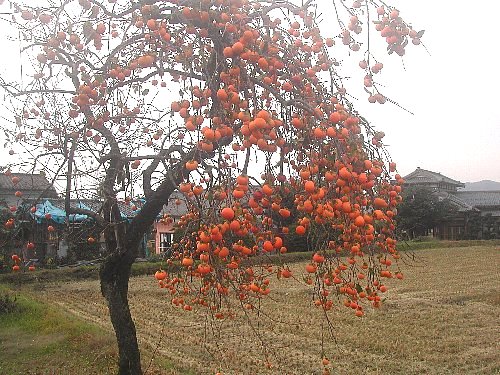 紅葉・黄葉の山は-15
