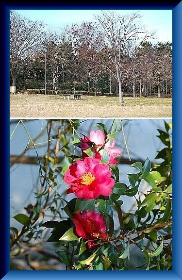 冬枯れの公園にも