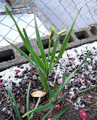 庭の片隅で