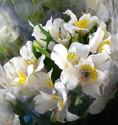 花-5