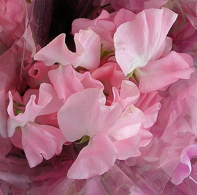 花-10 最終回