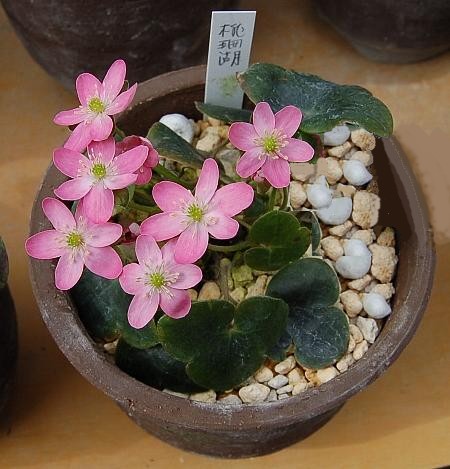 可憐な花も