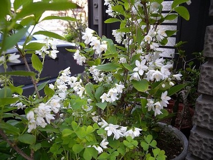 白い花は