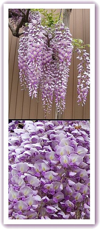 真っ盛りの花は　藤-1